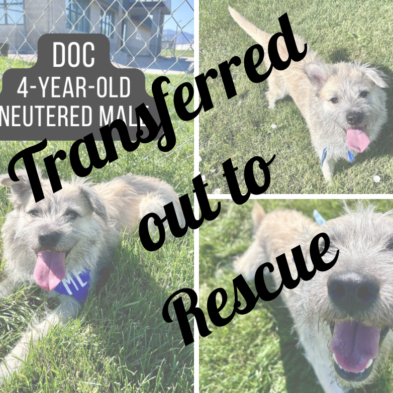 Doc - Transferred out to Rescue